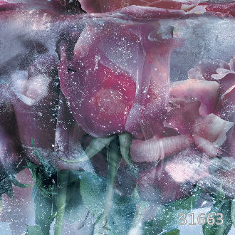 Ice roses  blue