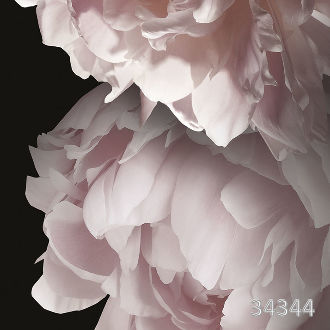 Pink peonies